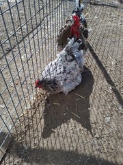6+ Blue Splash English Orpington show quality hatching eggs