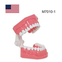 US 1:1 Typodont Teeth Model M7010-1 for Brushing Flossing Practice Teaching