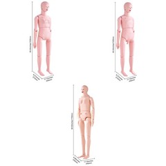 VEVOR Male/Female Manikin Model Anatomical Nursing Training Patient Care Teach