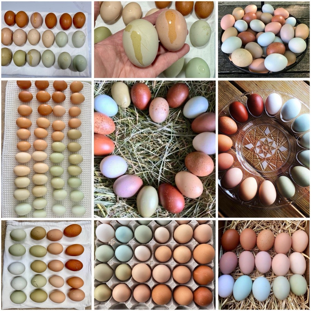 12+ Rainbow Chicken Hatching Assortment Ameraucana, Faverolles, Marans, EE / OE
