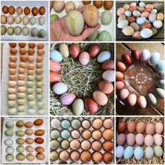 12+ Rainbow Chicken Hatching Assortment Ameraucana, Faverolles, Marans, EE / OE