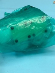 CKD GCAMD40-X0016-02 Valve, 0-0.3 MPa, 0.3-0.5 MPa, Dainippon Screen DNS, 150786