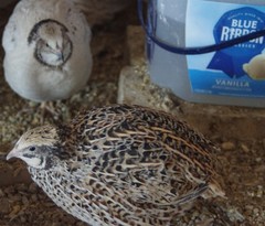 12+ Coturnix Quail Hatching Eggs, Fun Colors, NPIP, Free Shipping