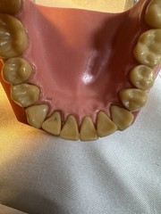 Nissin G.O.F.A. Typodont Natural Study Model D-2501 for Dentistry Lab
