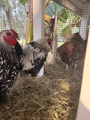 6 Wyandotte silver, black and blue hatching eggs