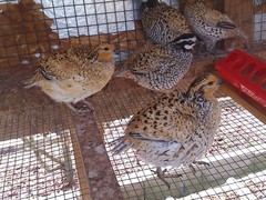 Mexican Speckled Bobwhite Quail Eggs for Sale 20+ Fertility Verified Clean eggs