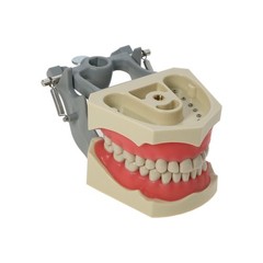 US Columbia Dentoform 860 Type Dental Typodont Model 32pcs Removable Teeth