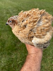 12 + Jumbo Pharoah Coturnix ,Jumbo Italian, white Quail Hatching Eggs