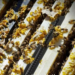 10X Plastic Small Bee Hive Beetle Blaster BeeHive Beetle Trap Beekeeping Tools