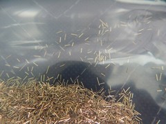 Brass Shavings 15 oz chips Fine for craft Orgone Organite Metal Healing turnings