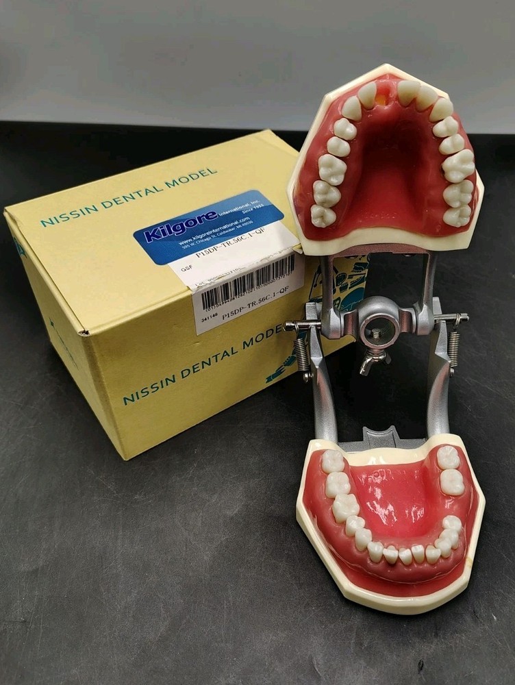 Kilgore Nissin Dental Model Typodont P15DP-TR.56C.1-QF Periodontal Hygiene Board