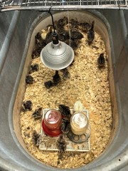 Osceola Hybrid Turkey Hatching Eggs (One Dozen)