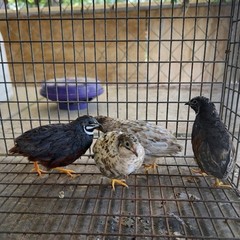 6 Mystery Pack Exotic Button Quail Hatching Eggs Chinese Painted + Rare Colors