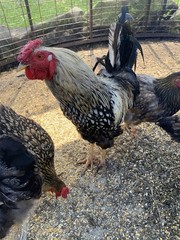 6 ayam cemani hatching Eggs/ 6 Silver Laced Wyandotte Hatching Eggs
