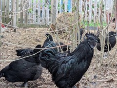 24 Pure Black Ayam Cemani Indonesia Fresh Fertilized Chicken Chick Hatching Eggs