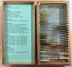 Embryology Microscope Slide Set 25 – aquatic, amphibian, chick, and mammal