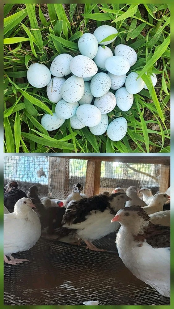 50 + Celadon Coturnix Quail Hatching Eggs (Blue Egg Layers)