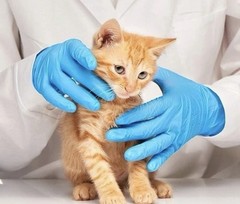 Synguard Nitrile Exam Gloves Latex Free/Powder Free/Protein Free/Food Safe Small