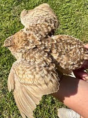 100+ RARE COLORS Coturnix Quail Hatching Eggs NPIP AI Free