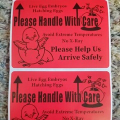 200 Large 4″ x 3″ Handle with care Hatching Eggs Mailing Shipping Label sticker