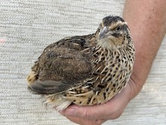 100 ++ Fertile Jumbo Multi Color Coturnix Quail Hatching Eggs