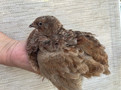 45++ Fertile Jumbo Multi Color Coturnix Quail Hatching Eggs