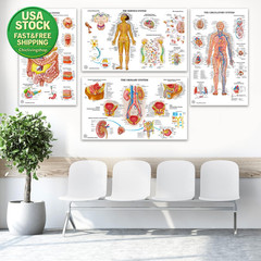 12 Human Anatomy Posters Laminated Medical Biology Health Classroom 18X30