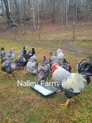 Silver Laced Wyandotte (12) 🐣 fertilized hatching eggs.Please read description.