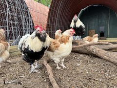 6+ LF Salmon Faverolle Hatching Chicken Eggs