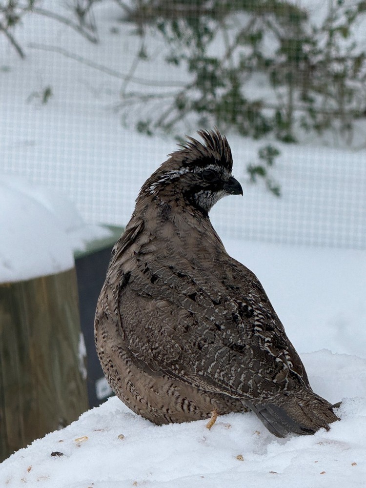 24 Grey Barred Bobwhite Quail Fertile Hatching Eggs