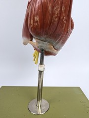 Vtg Anatomical Somso Muscle Arm Model with Shoulder Girdle (B)