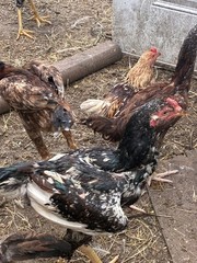 12+6 Fresh Fertile Hatching Eggs, Blue, Green, Mint, Olive, BYM +Cemani +