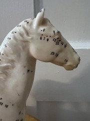 Horse Anatomical Teaching Model w/ Muscle Detail & Labeled Points on Wood Base