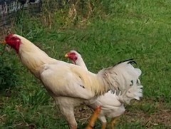 6 super rare pure white Indio gigante hatching eggs. The tallest chicken breed