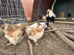 6+ LF Salmon Faverolle Hatching Chicken Eggs