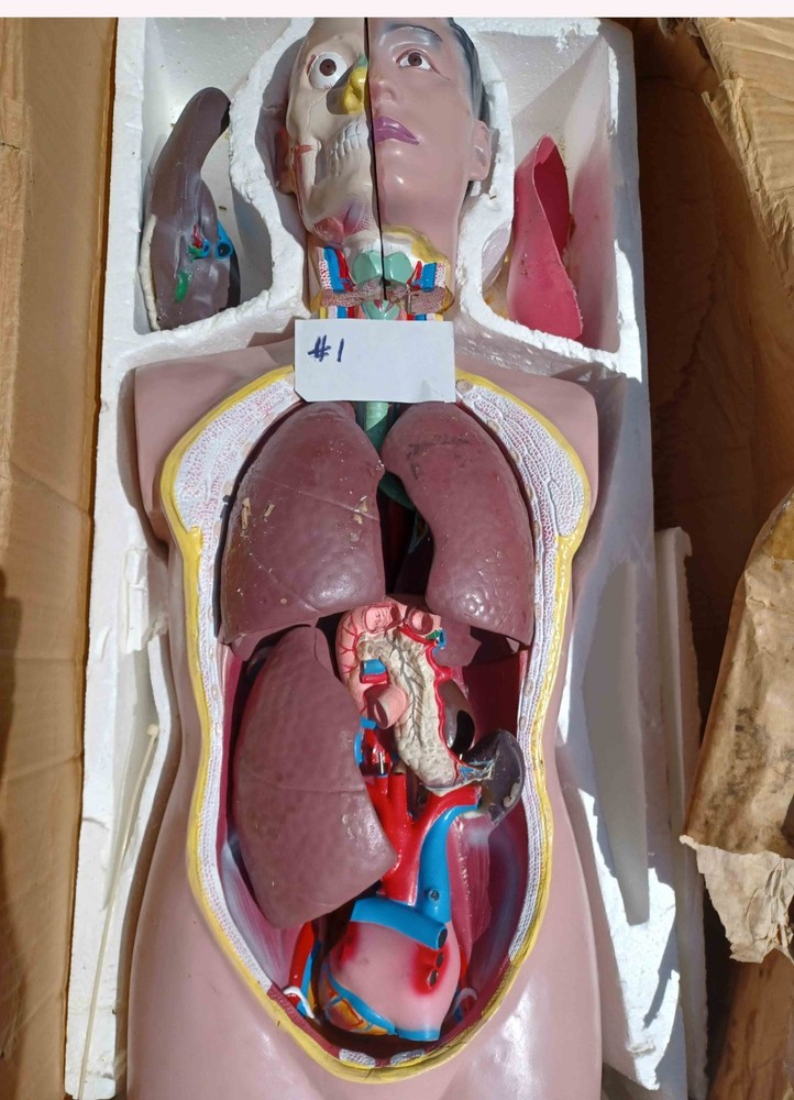 31 inches Male TALL PAUL Torso 19 Parts Anatomical Human Model MALE #1