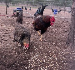 3 PUREBRED GOLD & SILVER LACED WYANDOTTE Organic, Free Range Hatching EGGS.