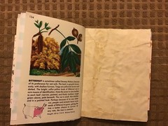 Handmade Naked Junk Journal 6” x 4.5” Mushroom Print Card Stock Cover