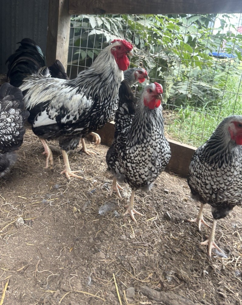 This sale is for 10+ silver laced Wyandotte hatching eggs