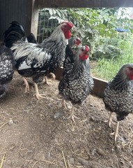 This sale is for 10+ silver laced Wyandotte hatching eggs