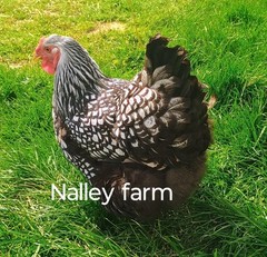 Silver Laced Wyandotte (12) 🐣 fertilized hatching eggs.Please read description.
