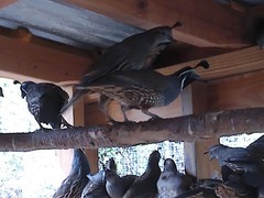 California Valley Quail Hatching Eggs 20+ Excellent Stock Fertility Verified