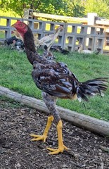 6+ Extremely Rare BLUE Real Indio Gigante Hatching Eggs RRA (((GUARANTEE)))