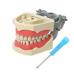 US Columbia Dentoform 860 Type Dental Typodont Model 32pcs Removable Teeth