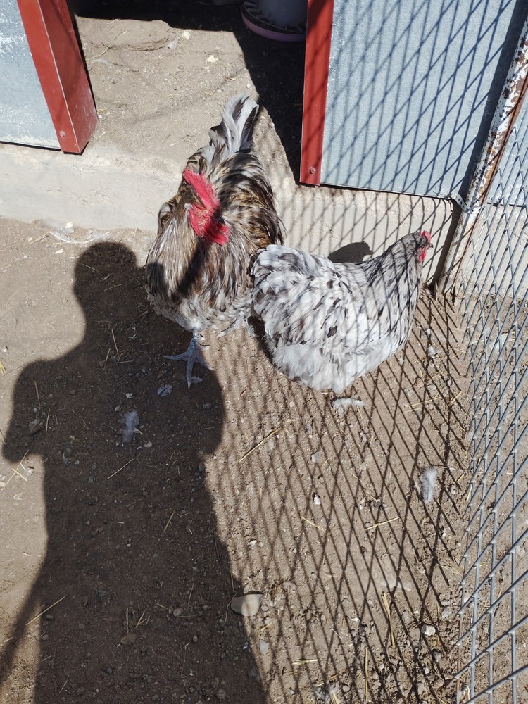 6+ Blue Splash English Orpington show quality hatching eggs