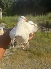 Texas A&M Jumbo White Quail Hatching Eggs