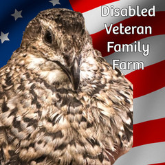 36 Jumbo Coturnix Quail Fertile Hatching Eggs, NPIP Certified Game Farm