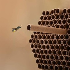 200 Pieces Mason Bee Tubes 6 Inches Outdoor Bee Cardboard Tubes Beekeeper Replac