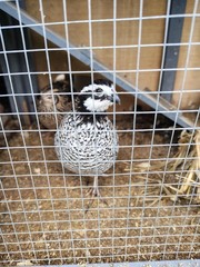 12 Hatching Snowflake Bobwhite Quail eggs