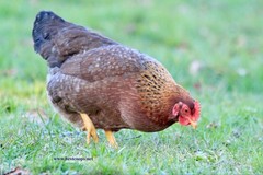 6+ Fertile Bantam Bielefelder Chicken Hatching Eggs
